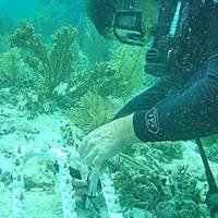 Nursery Program for Corals Receives Boost From NOAA