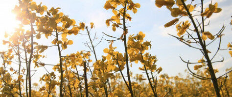 Nutrients or poison?