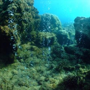 The diversity and resiliency of coral reefs could be reduced because of severe o