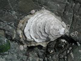 Ocean acidification science, societal needs meld in new training program