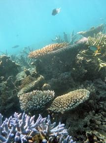 Declining corals could be the first step towards a mass extinction. Photo: Terry