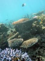 Oceans threatened by mass extinction