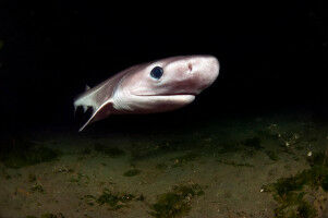 One in seven deepwater sharks and rays at risk of extinction
