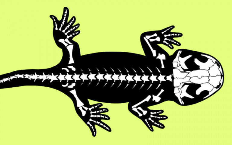 A drawing of Marmorerpeton wakei