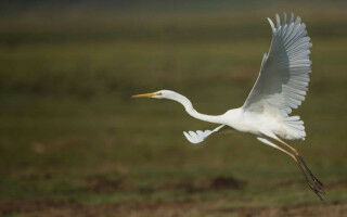 Opinion: Cranes - why Britain's tallest bird just had its best breeding year since the 1600s