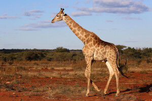 Opinion: We studied more than 500 giraffe skulls from all'over Africa - and confirmed there are 4 distinct species