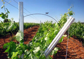 Orienting vines to the west improves wine composition and allows vineyard adaptation to climate change
