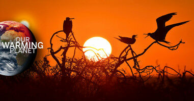 'Over a tipping point:' Rising temperatures hit plants and animals