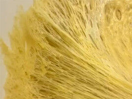 Panettone: skill with a side of science