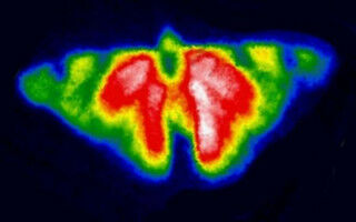 Papillon: Thermal images taken by UCL Professor show butterflies in a new light