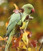 Parakeet project calls for a flock of bird-spotters in South-East England