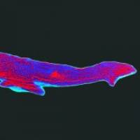 Parasite detector project propels team to success at international competition