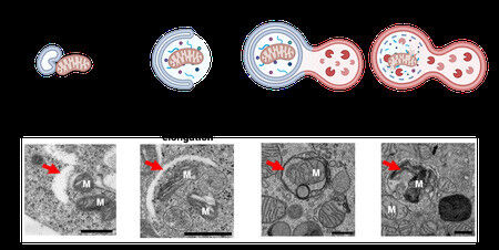 A diagram illustrating mitophagy, along with images of the process occurring in 