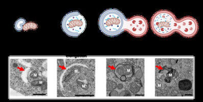 Parkinson's Disease Drug Candidates Induce Unexpected Damaging Effects