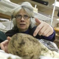 Penn Museum Mummies Contribute to Emerging Medical Understanding of Atherosclerosis