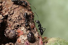 Credit: Courtesy of David Hughes 						 Ants that act as bodyguards to tend dise