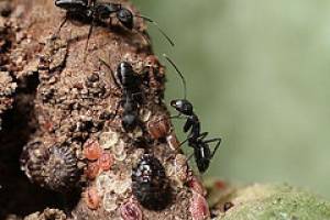 Penn State researcher receives Grand Challenges Explorations grant