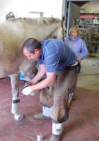 Penn Vet's Farrier Service Keeps Horses on Their Feet