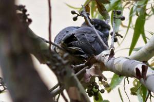 Peregrine fledgling takes its first plunge off Campanile