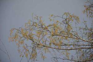 Periodic ventilation keeps more pollen out than tilted-open windows