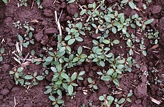 Credit: USDA 						 Early growth stage of water-hemp, a weed that is becoming re