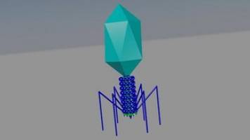 Phage tails contain a central spike protein