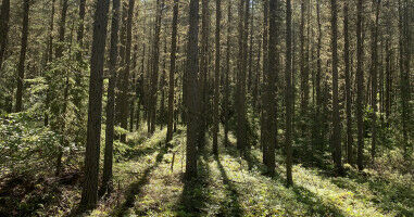 PhD candidate turns to soil to better understand how boreal forests store carbon