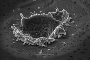 Photo-competition brings out the beauty of science