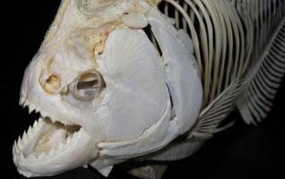 Piranha kin wielded dental weaponry even T. rex would have admired — with video
