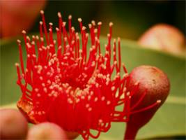 Plants protect from climate impacts