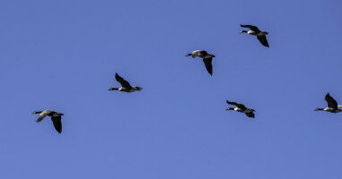 Postdoctoral scholars named Banting Fellows�