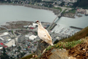 Proactive approaches needed to enable ecosystems to adapt to climate change