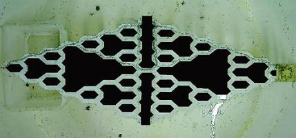 Problem-solving ants inspire next generation of algorithms