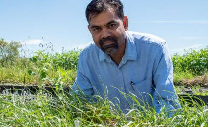 Professor Bhagirath Chauhan says annual ryegrass in now germinating in temperatu