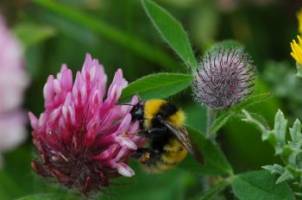 Professor's research to address plight of the bumblebee