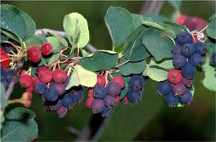 Project launches the nutrient-dense juneberry as new fruit crop for the Northeast