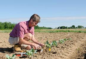 Promise for East Coast broccoli industry
