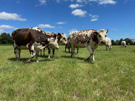 Prospects for milk production: More protein and a healthier environment through grass feeding