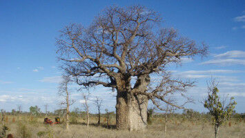 Race against time to find ancient Indigenous carvings