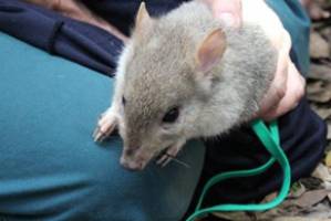 Rare bettongs return to mainland