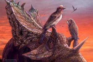 Rare fossil bird deepens mystery of avian extinctions