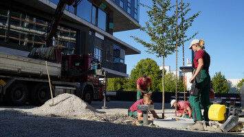Real-time data from the roots of urban trees