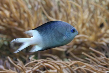 By Nikita (Flickr: Tropical fish)