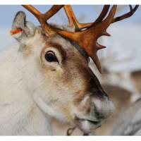 Reindeers' eyes change colour with Arctic seasons