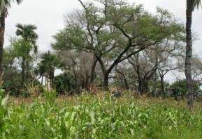 Report lays out how farmers in Africa hold key to growing more with less impact