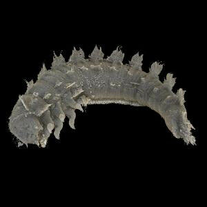 Riffle beetle larva. Image: V. Baranov