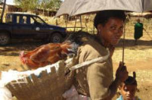 Research to identify causes of poultry disease in Ethiopia