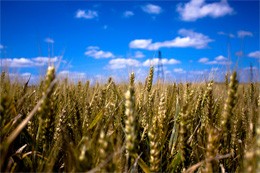 Wheat field. Photo by Kevin Lallier