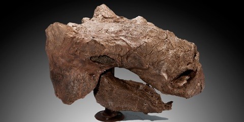 This ankylosaur skull, part of the vast collection of dinosaur fossils in U of A