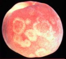 Researchers attack plum pox to save state's stone fruits